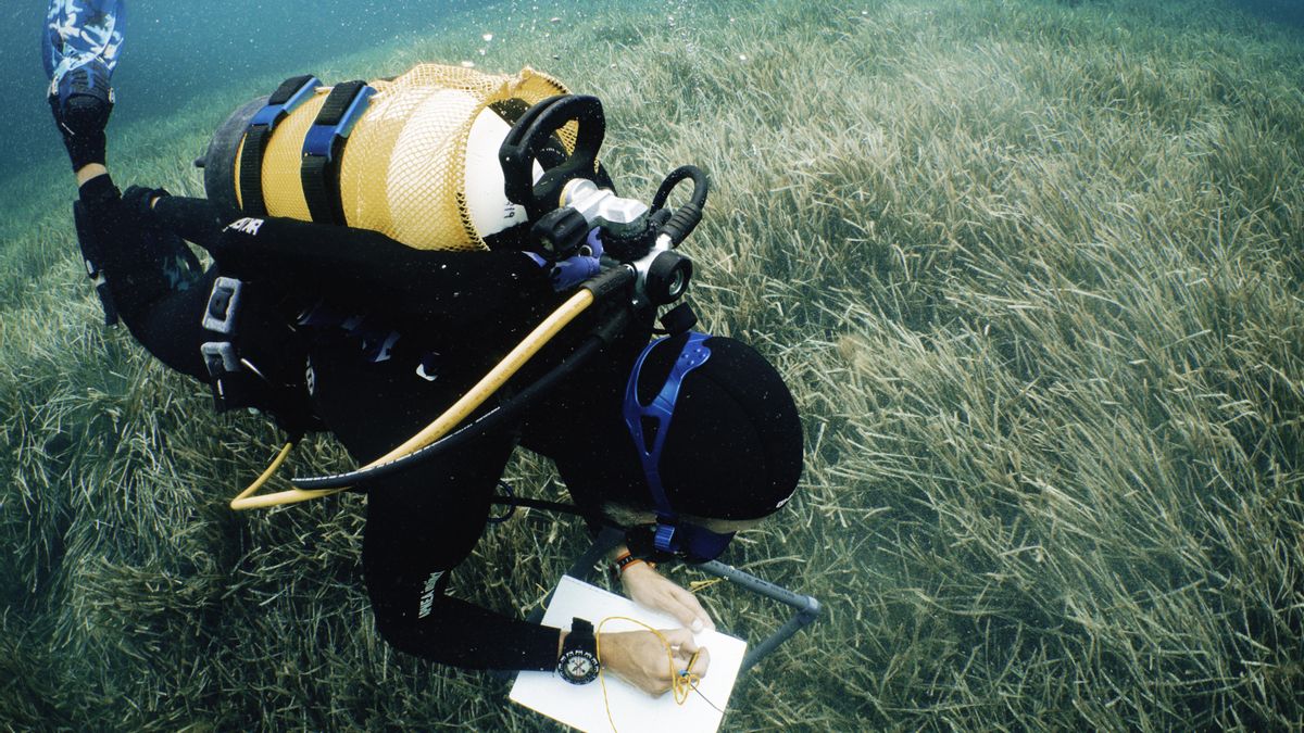 Científico de Cleanwave haciendo recuento de posidonia