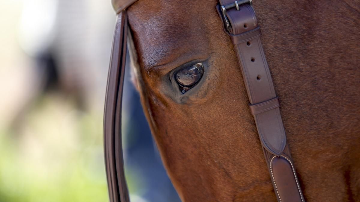 XVIII Marcha Hípica ‘Córdoba a Caballo’