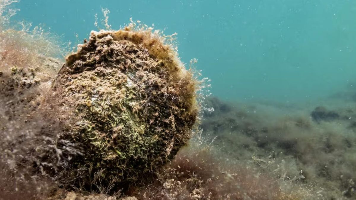 Esta ostra ayuda a combatir el cambio climático y por eso tratan de recuperarla en el Mar Menor, donde hubo millones de ejemplares