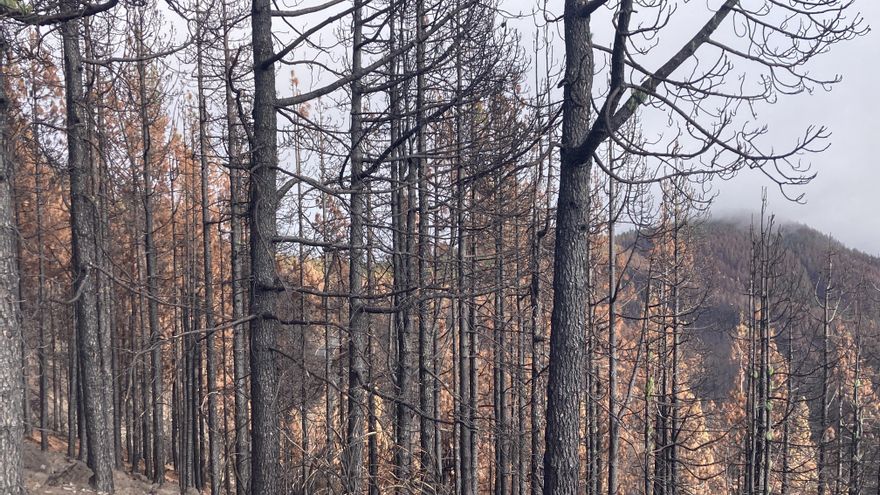 Recorrido visual por las profundas heridas del gran incendio forestal de Tenerife