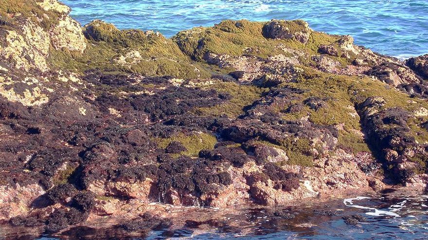 Población de algas Gelidium en Gáldar.