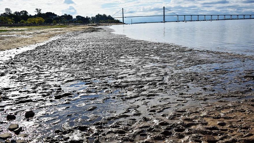 La sequía, el calor y la bajante del río Paraná provocan mortandad de peces y tortugas de agua