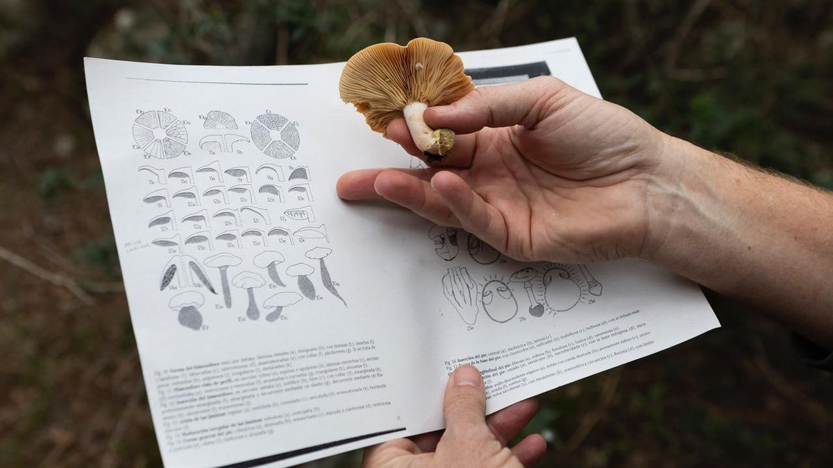 Para Miguel Vericad, es esencial llevar libros y apuntes en el cesto para tratar de identificar las especies, nuevas o ambiguas, que encuentra.