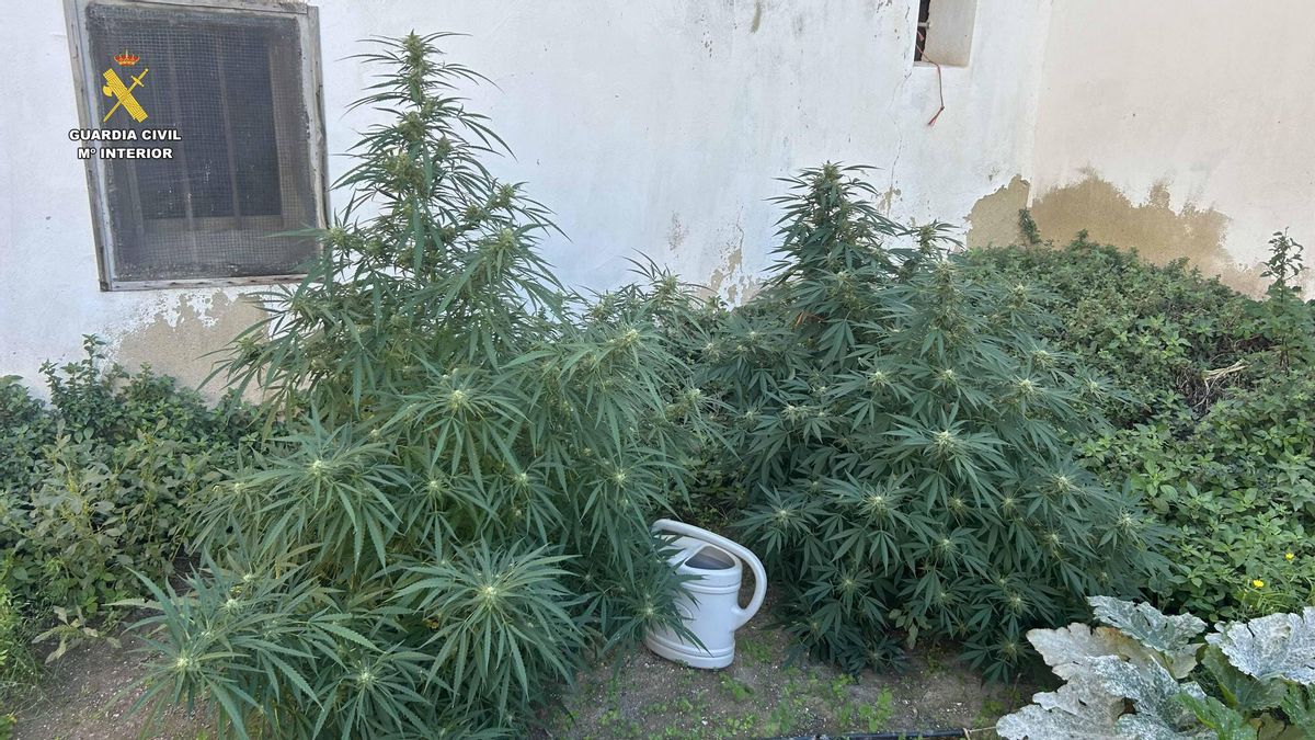 Operativos plantaciones marihuana