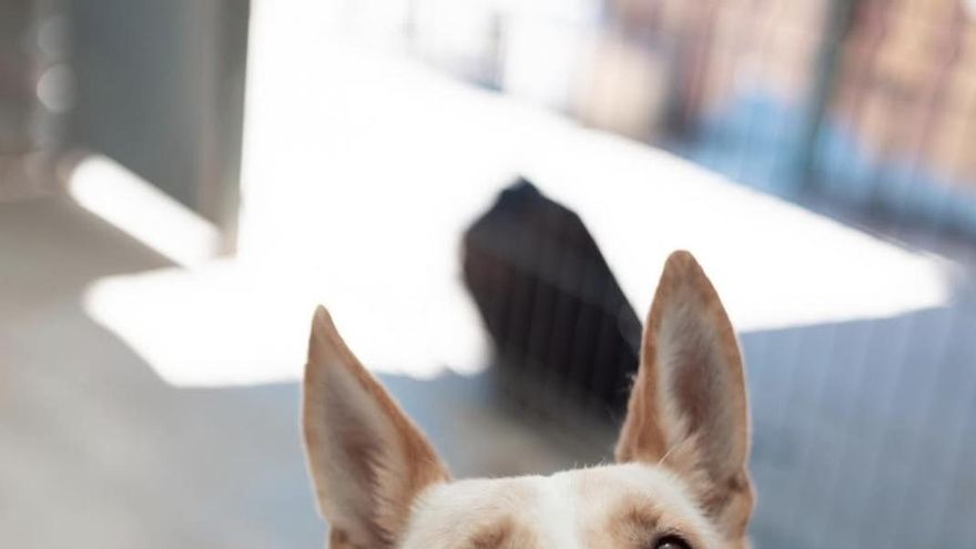 Nadie pregunta por Blanca, la perrita que no ha logrado salir del refugio en años y que busca una familia