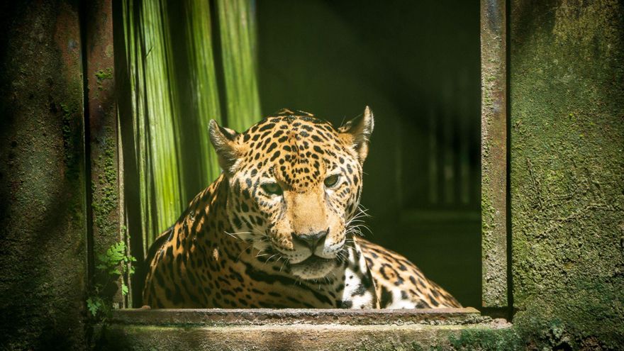 Una nueva iniciativa mundial busca intensificar la lucha contra los delitos ambientales