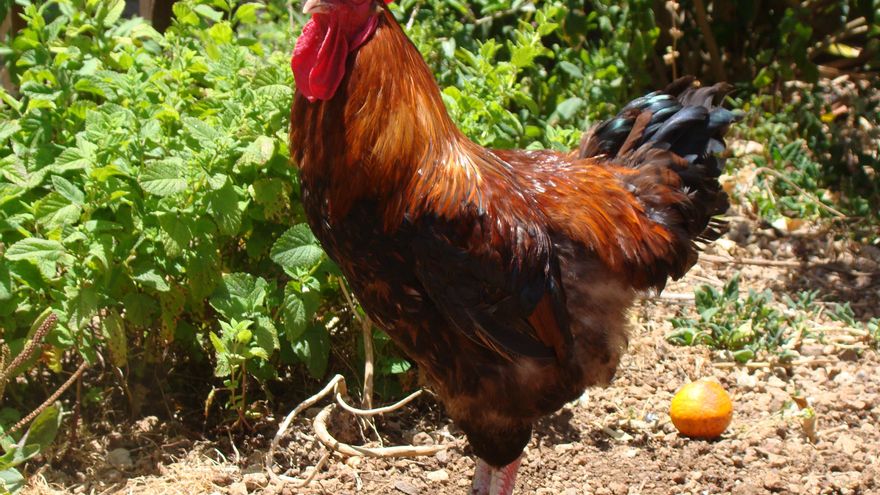 Aval científico para proponer a la gallina canaria como una nueva raza autóctona