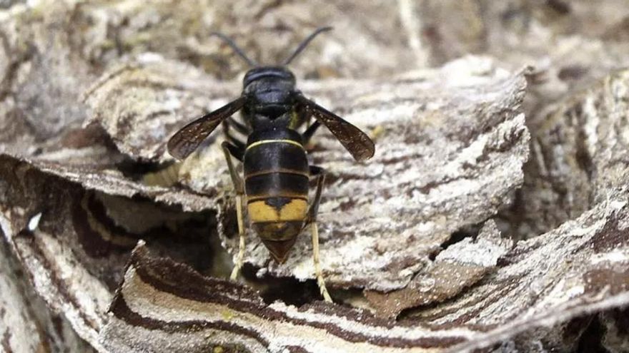 Antonio Cabana, experto en control de avispa asiática: "Cuando sienten que su nido está en peligro es cuando atacan"