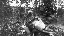 París se resiste a honrar a los animales de la Gran Guerra