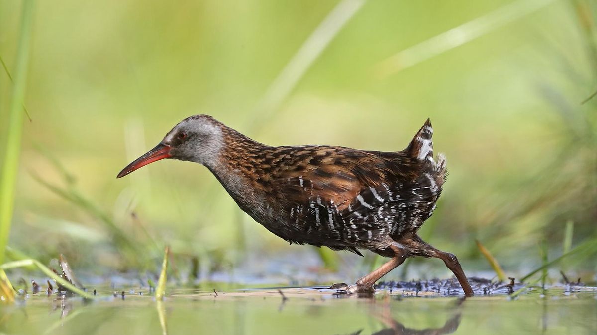 Gallineta chica (Rallus antarcticus), una misteriosa ave que se creyó extinta durante 40 años en la Patagonia argentina. Foto: cortesía Hernán Povedano