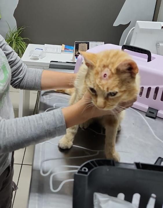 Gato joven encontrado con balín en plena frente, posteriormente operado por profesionales, que se escapó en Torrijos
