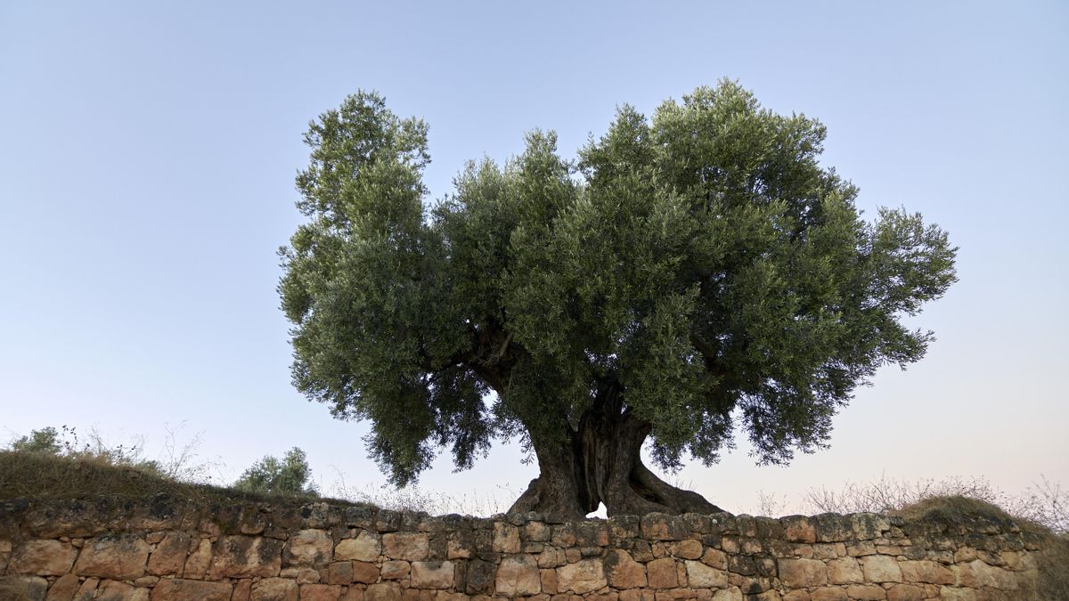 AEMO entrega el Premio Al Mejor Olivo Monumental de España a un ejemplar de Teruel