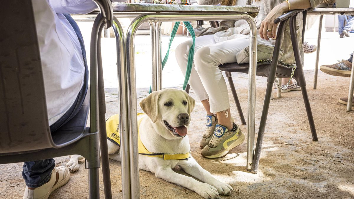 Perro guía en una terraza