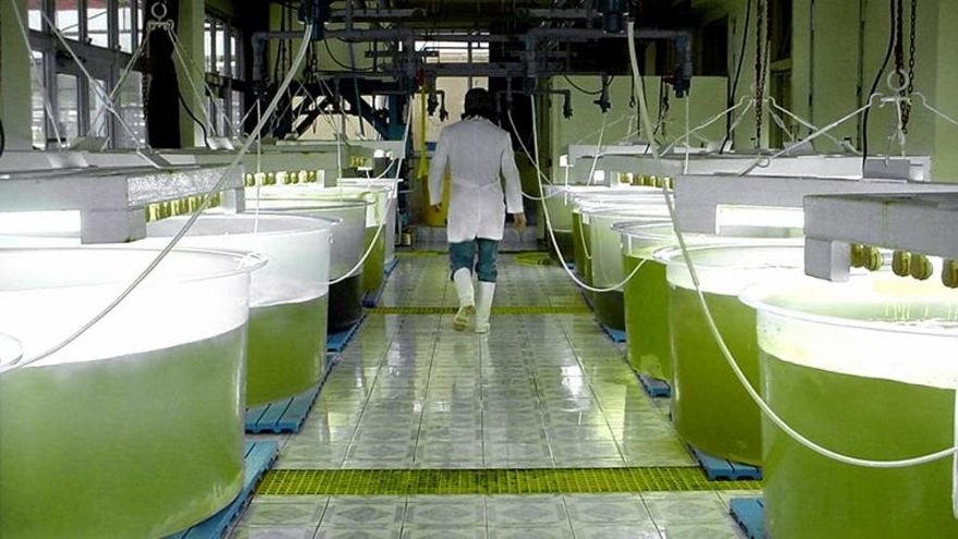 Cómo es el lobby cruzado de cerealeras y petroleras detrás de la ley de biocombustibles