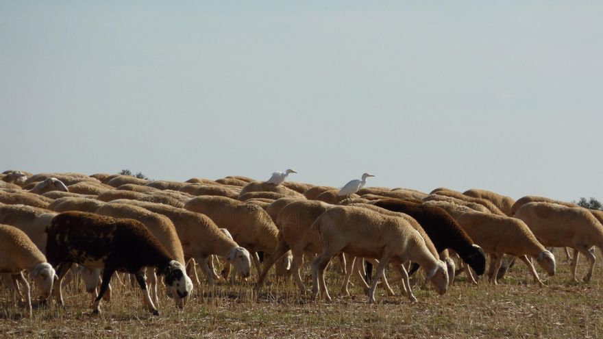 Castilla-La Mancha lanzará nuevas ayudas para el pastoreo controlado y la prevención de incendios