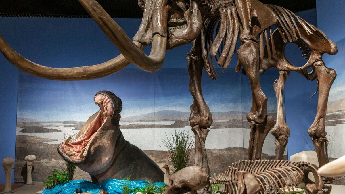 Los hipopótamos vivieron en el Alto Rin en la misma época que los mamuts. En los Museos Reiss-Engelhorn, una reconstrucción de hipopótamo se encuentra con un esqueleto de mamut.