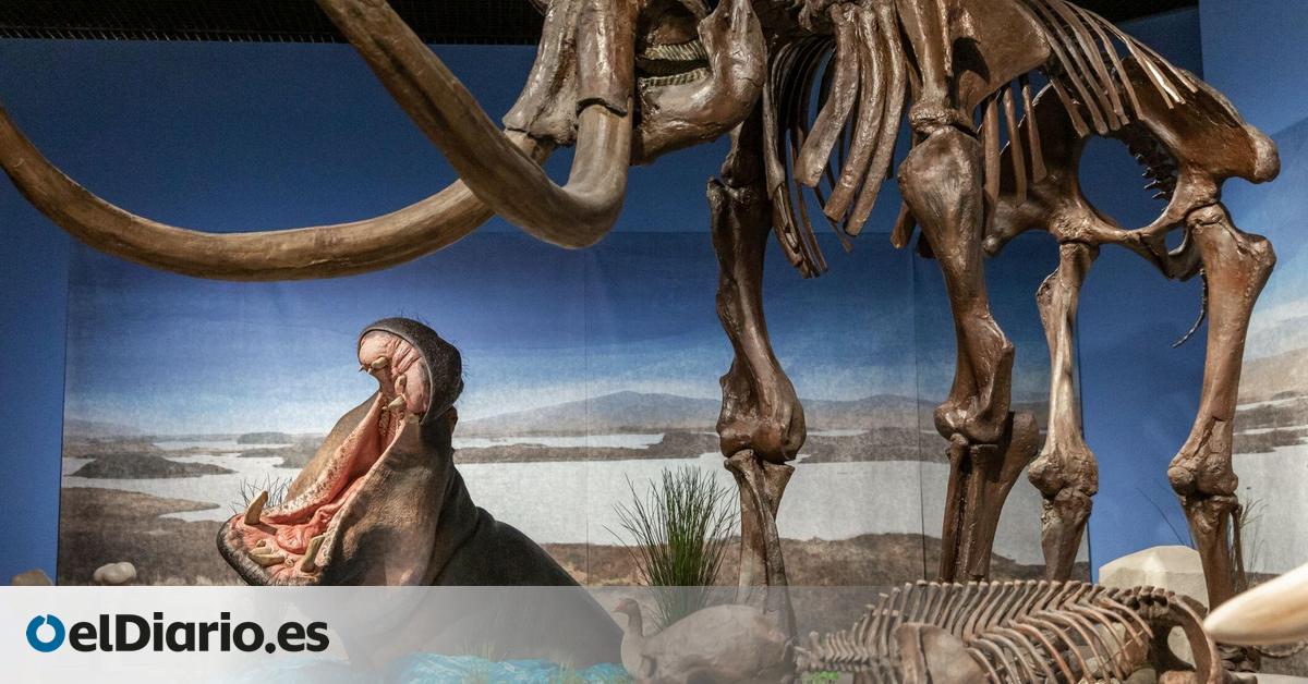 Un sorprendente hallazgo en Alemania reescribe la historia de los hipopótamos europeos