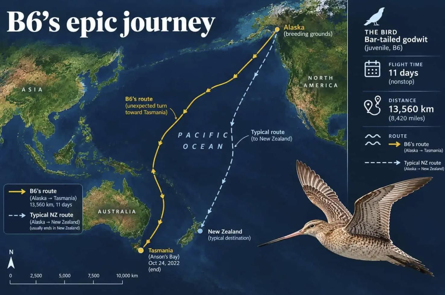 B6 batió el récord migratorio entre Alaska y Tasmania