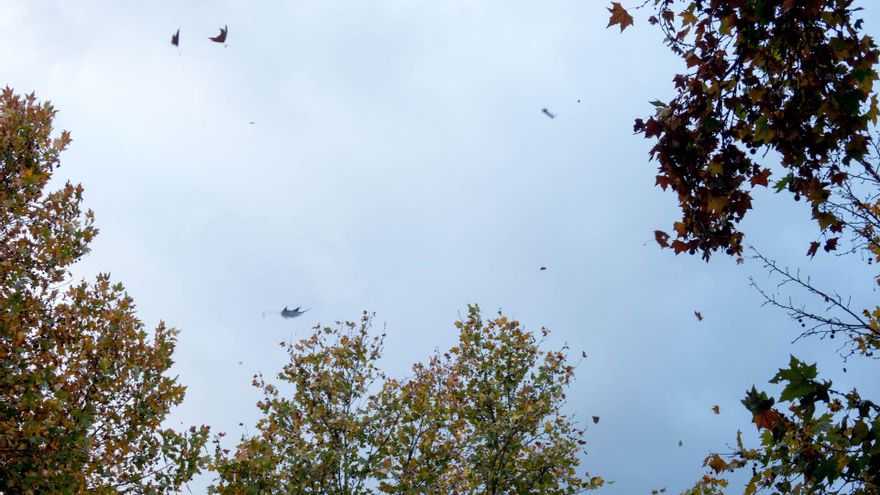 Archivo - Hojas vuelan por el viento