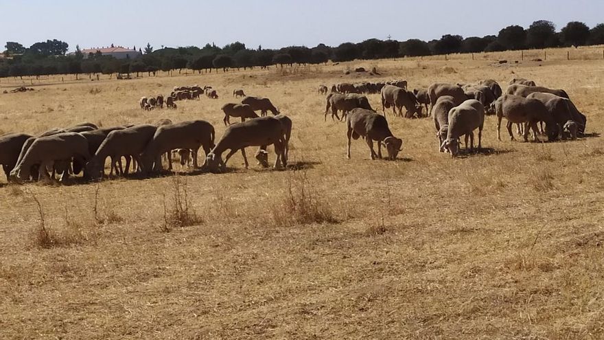 La ganadería extensiva, el cortafuegos natural que protege los montes andaluces