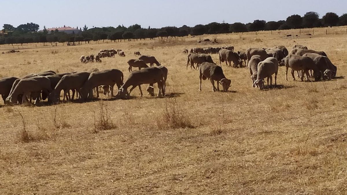 La ganadería extensiva, el cortafuegos natural que protege los montes andaluces