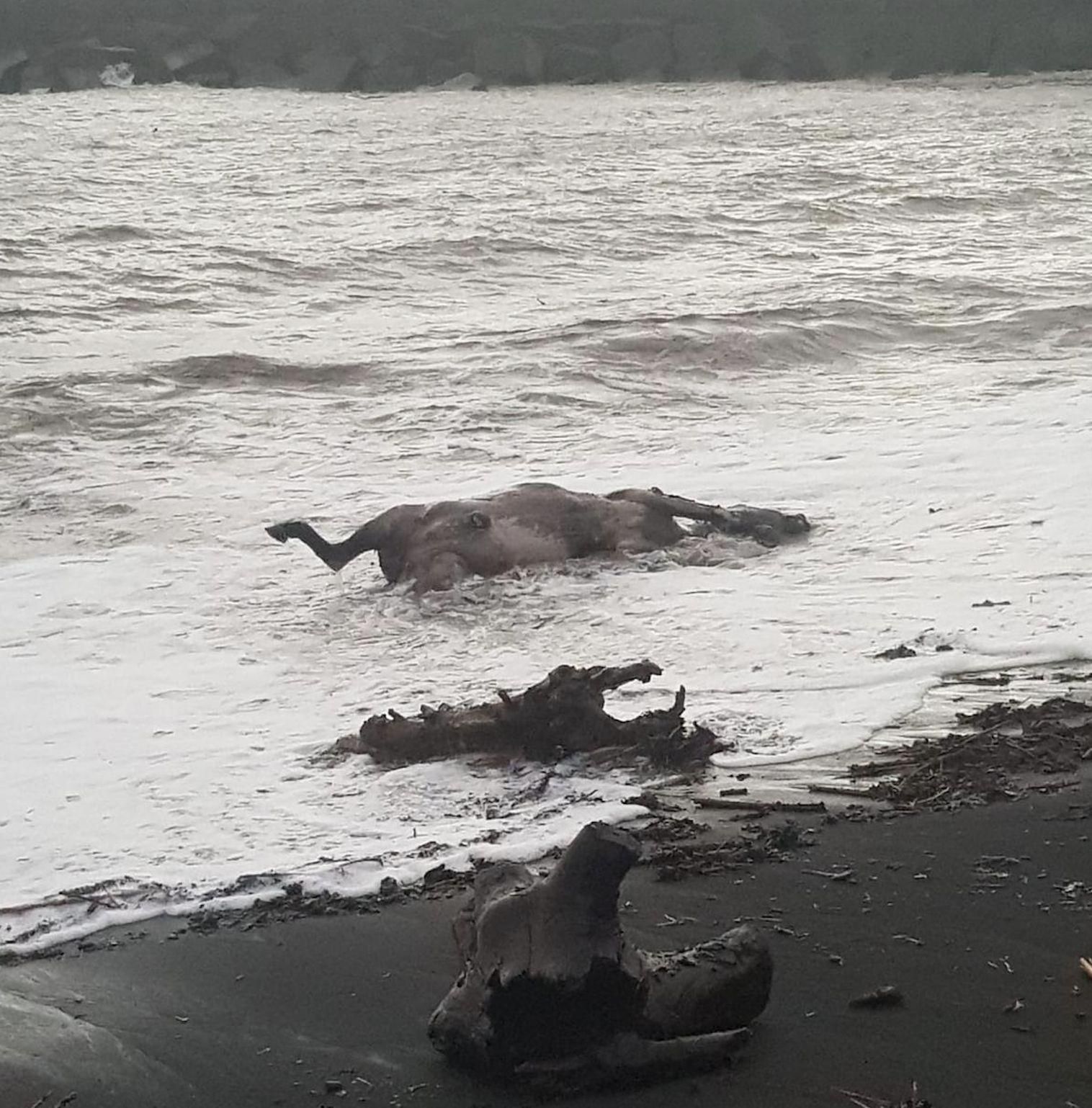 Imagen del cadáver del mulo que fue arrastrado  hasta la playa por la riada.