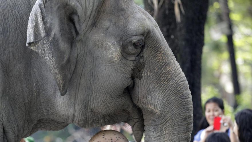Muere una turista española en Tailandia atacada por un elefante al que bañaba