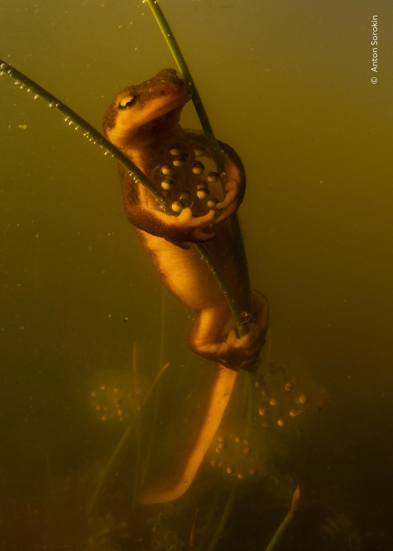 'Pose protectora', Premio Comportamiento: anfibios y reptiles
