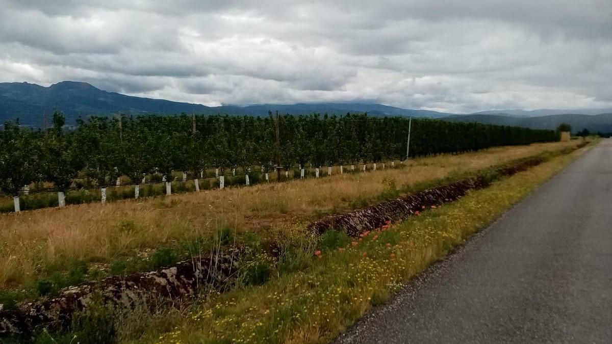 La Ruta de la Fruta de Carracedelo alcanza este viernes su decimoctava edición