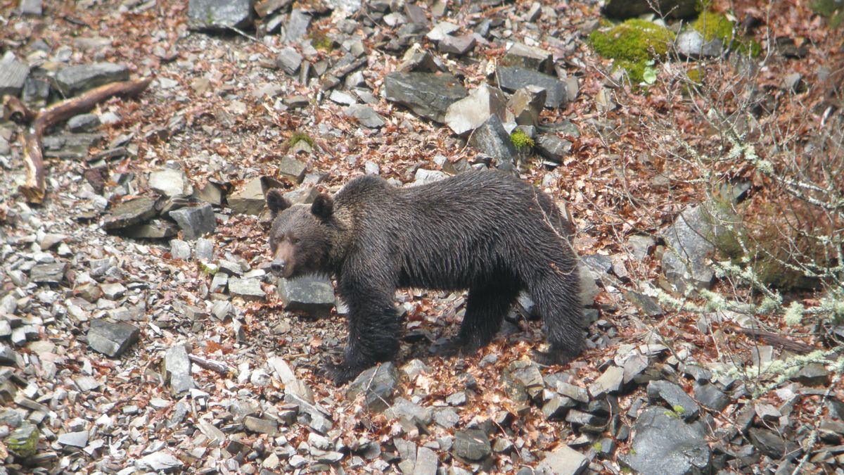 Muere un oso pardo joven en la Montaña Palentina atropellado por un turismo