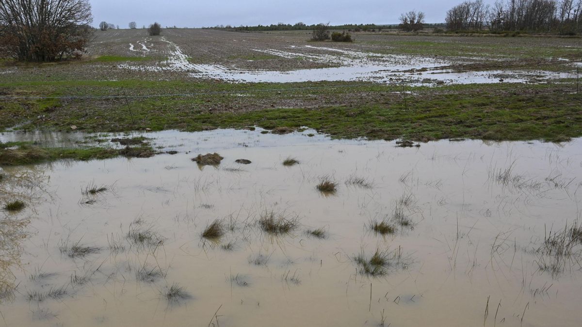 La Junta de Castilla y León pide ampliar zonas catastróficas y declara excepcionalidad de la campaña agraria