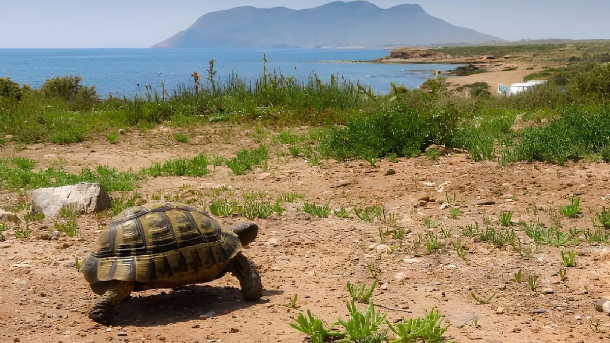 Protección frente al alarmismo agrario: la tortuga mora, rehén del ruido político en la Región de Murcia