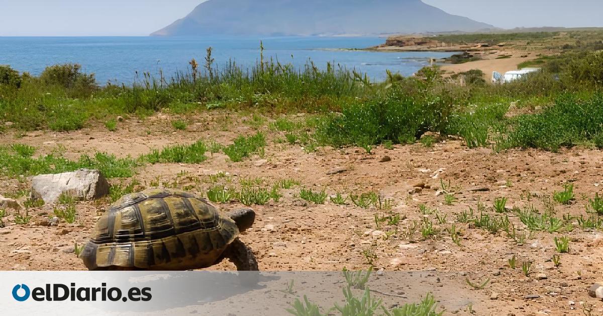 Protección frente al alarmismo agrario: la tortuga mora, rehén del ruido político en la Región de Murcia