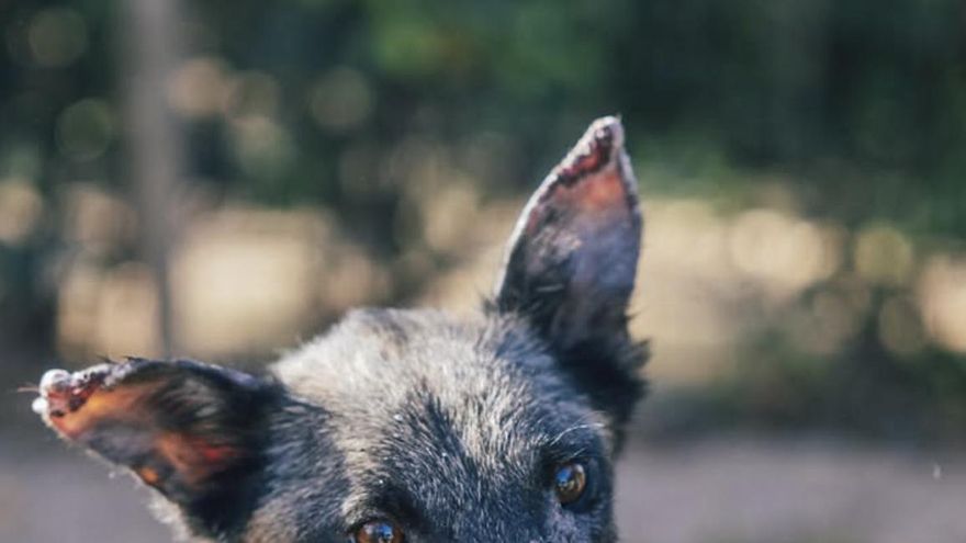 La conmovedora historia de Fulla, la joven perrita que ha sufrido mucho dolor con menos de un año