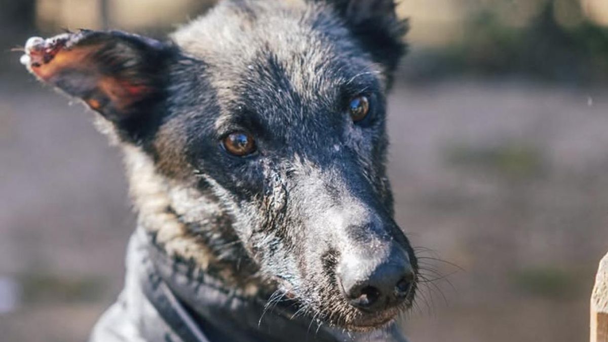 La conmovedora historia de Fulla, la joven perrita que ha sufrido mucho dolor con menos de un año