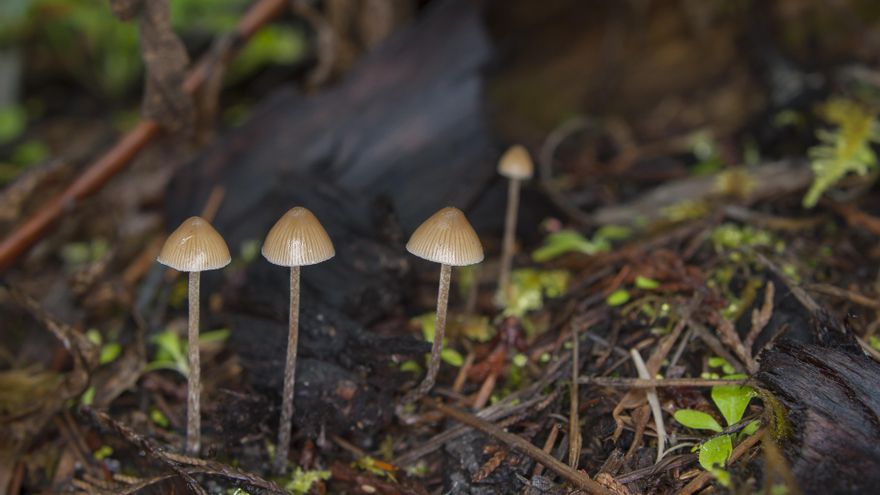 Descubren el efecto de los hongos alucinógenos en el cerebro: “La psilocibina borra temporalmente tu individualidad”
