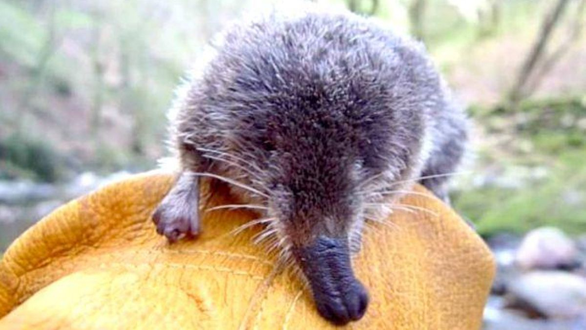 El CSIC buscará al esquivo desmán ibérico en la zona del Sil