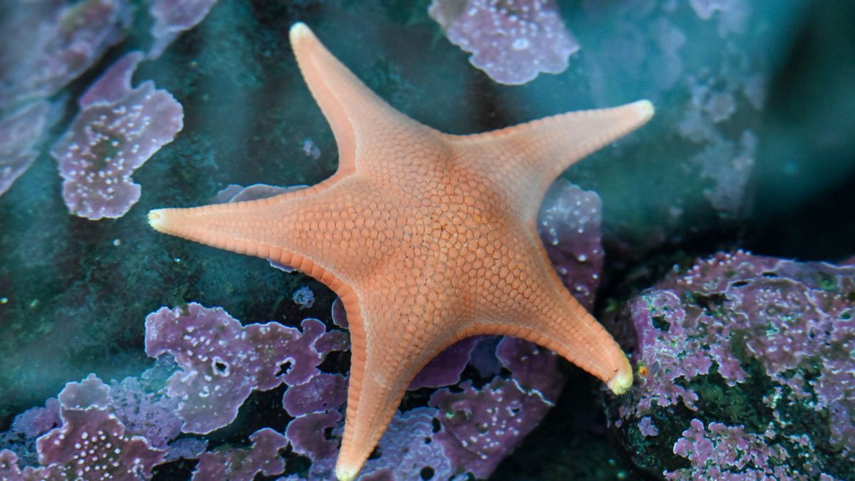 Descubren fósiles de hace 518 millones de años que cambian lo que sabíamos sobre el origen de las estrellas de mar