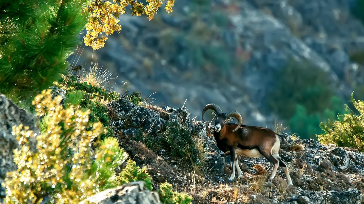 Un muflón fotografiado en la Sierra de Cazorla