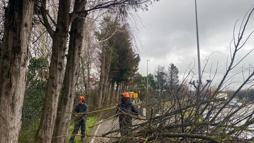 Árboles retirados por la Fundación Naturaleza y Hombre en el entorno del carril bici de Alday