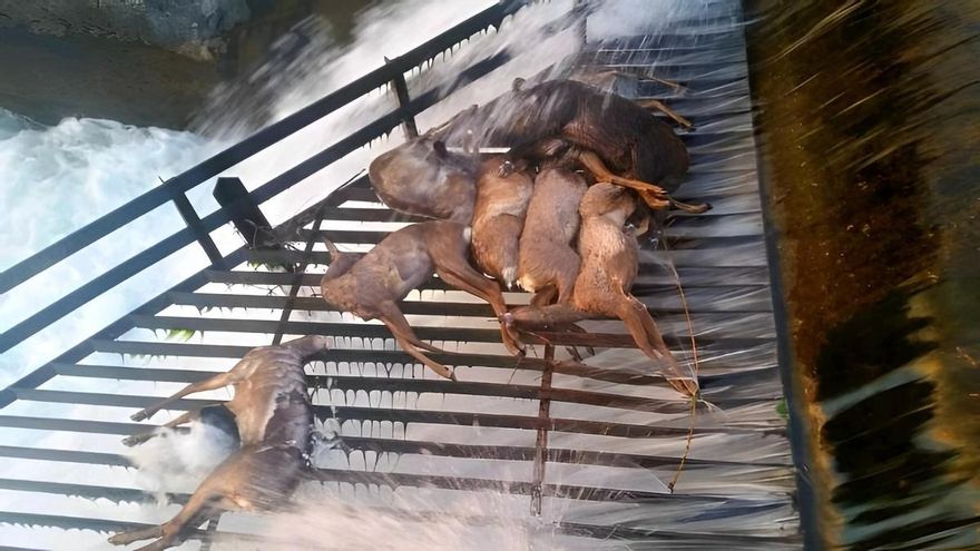 Confederación relega a 2026 la solución total para evitar que mueran cientos de animales en el Canal de Arriola en León