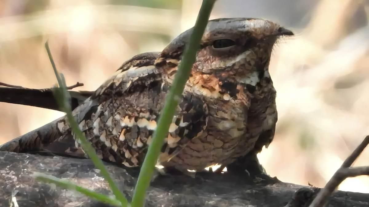 Chotacabras. Pakito Tornado