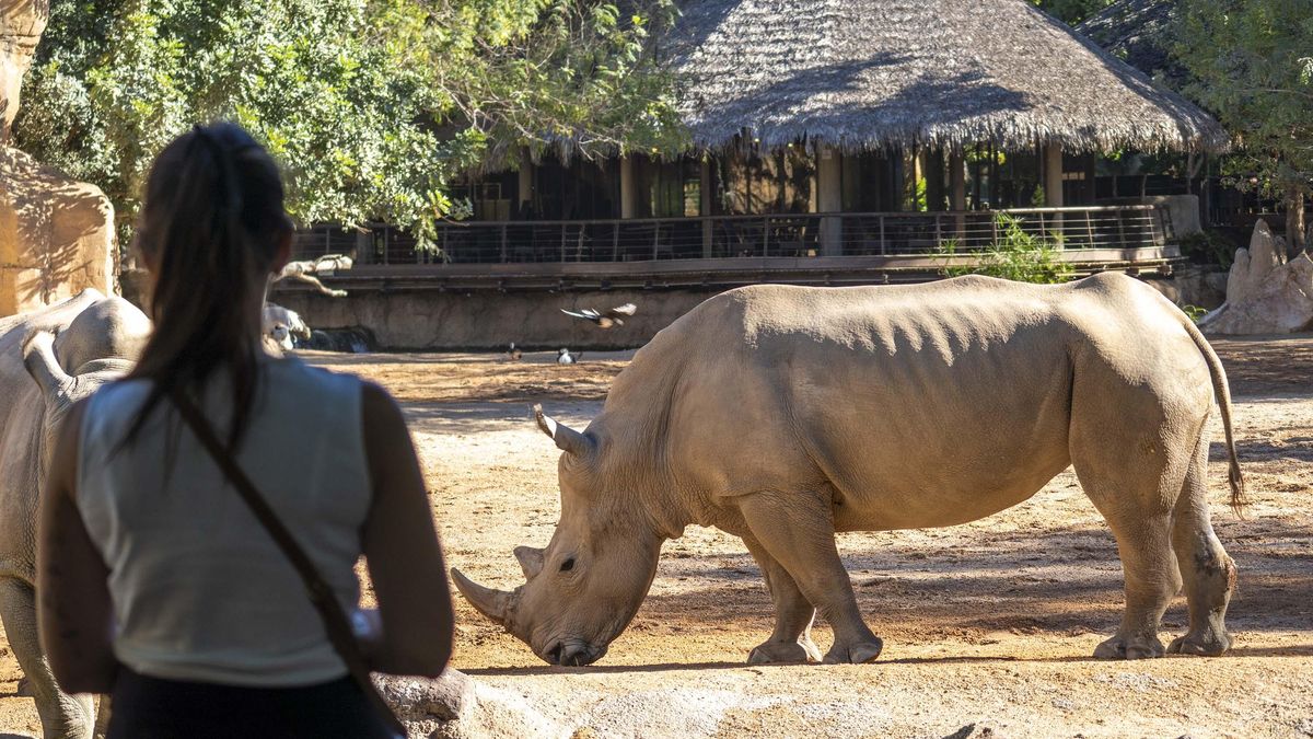Muere una de las rinocerontas del Bioparc de València