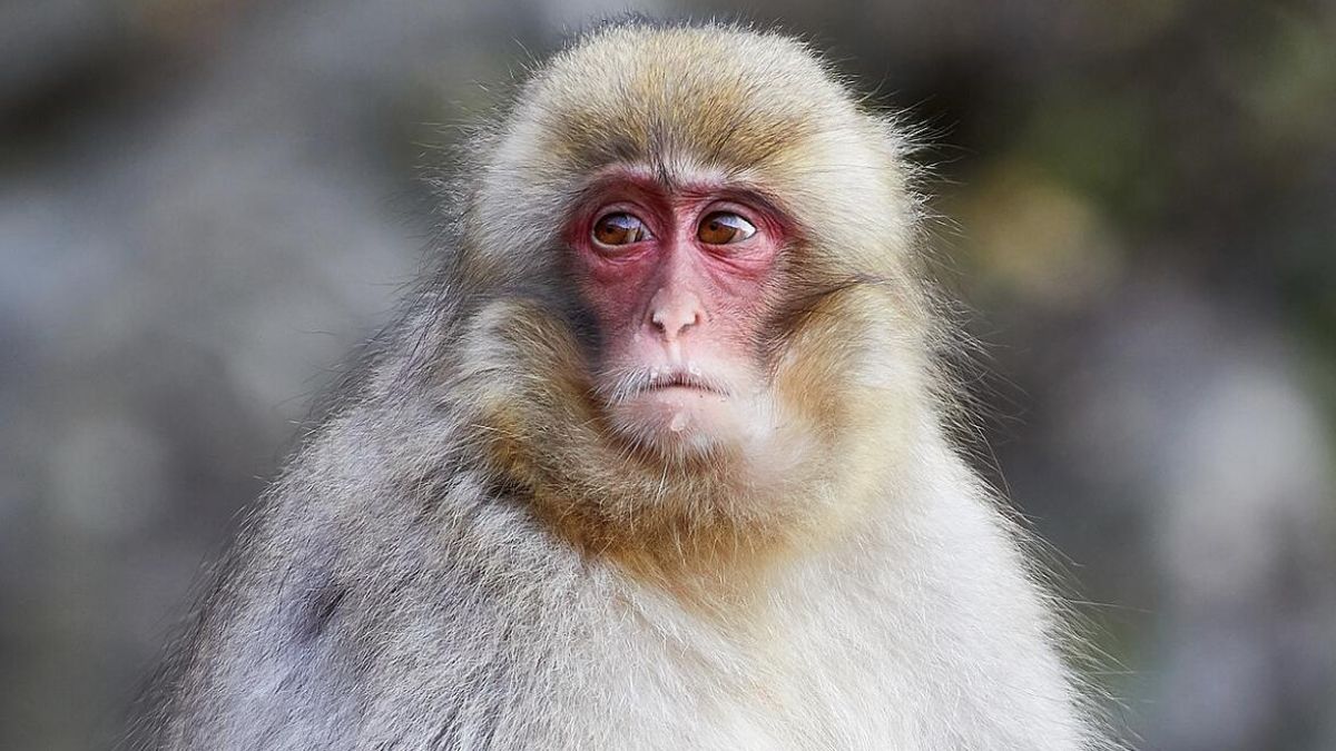 Early Primates Thrived in Cold Winters Long Before Entering the Jungles