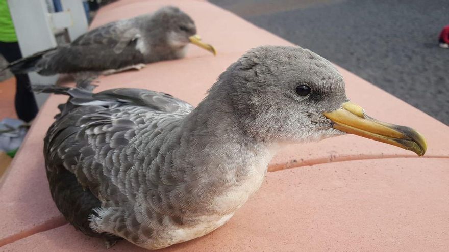 Iniciativa por La Gomera critica la "falta de control" del Cabildo en la protección de la pardela cenicienta