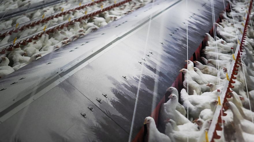 Agricultura constata el riesgo de empeoramiento de la gripe aviar en España