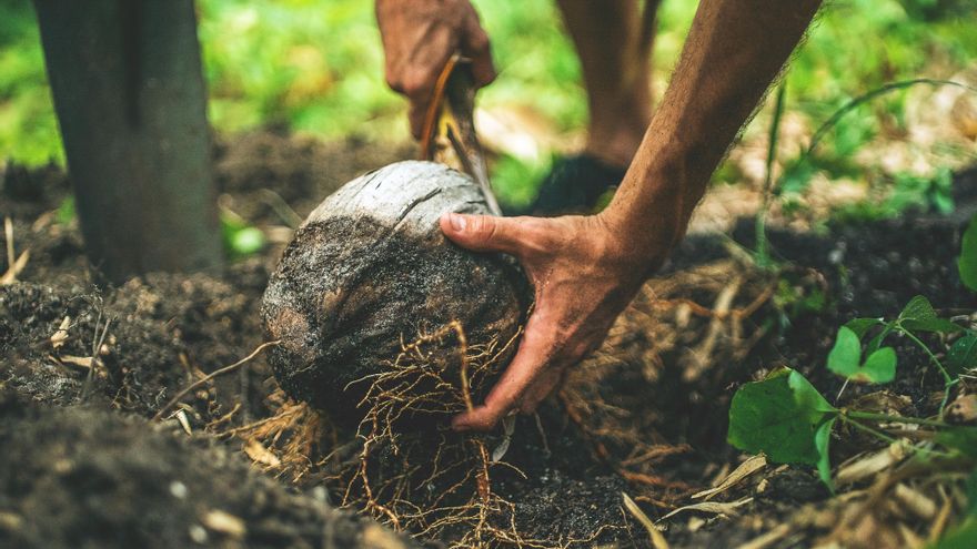 7 de julio: Día Internacional de la Conservación del Suelo