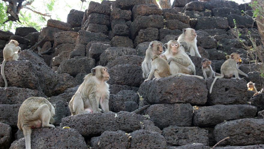 Los macacos también se enganchan a los vídeos de peleas, sobre todo si conocen a los protagonistas