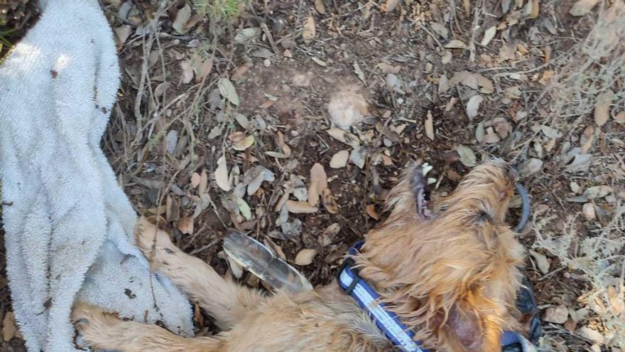 El Seprona rescata a dos perros en el Parque Natural de las Lagunas de Ruidera.