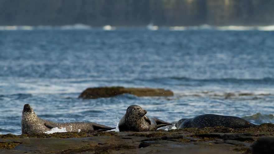 Focas en la isla de Hoy.